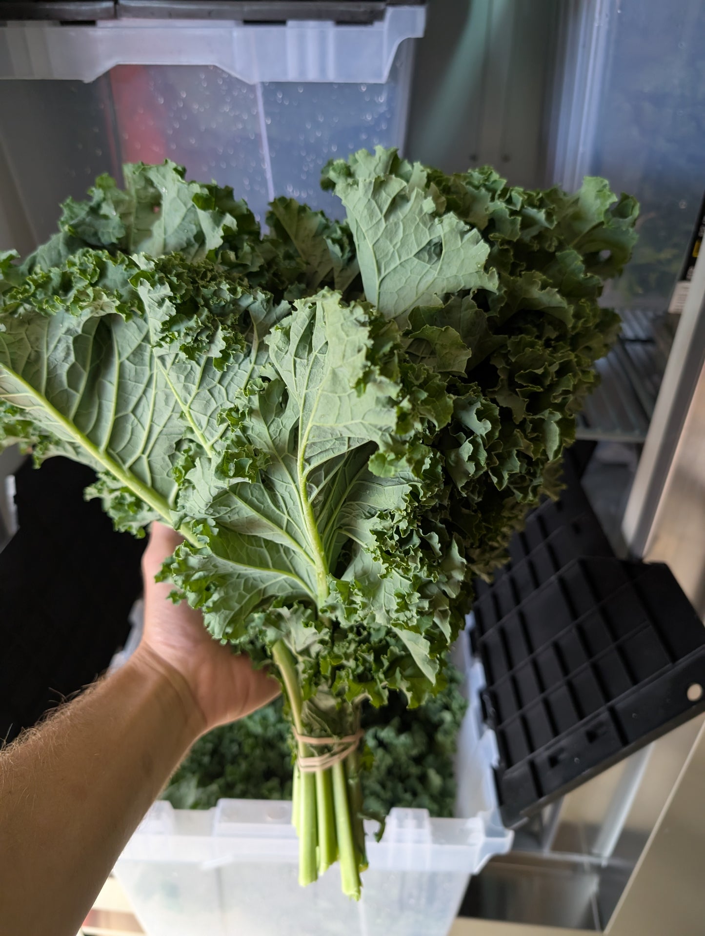 Ruffled Kale