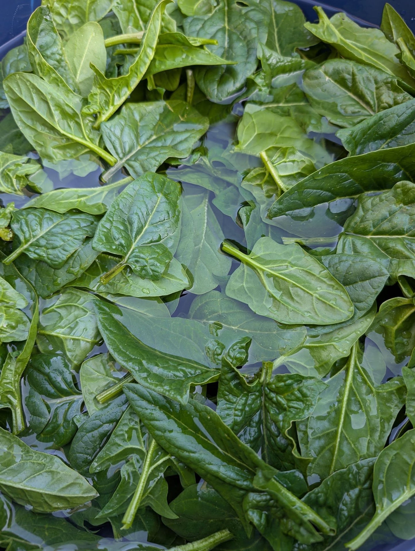 Spinach