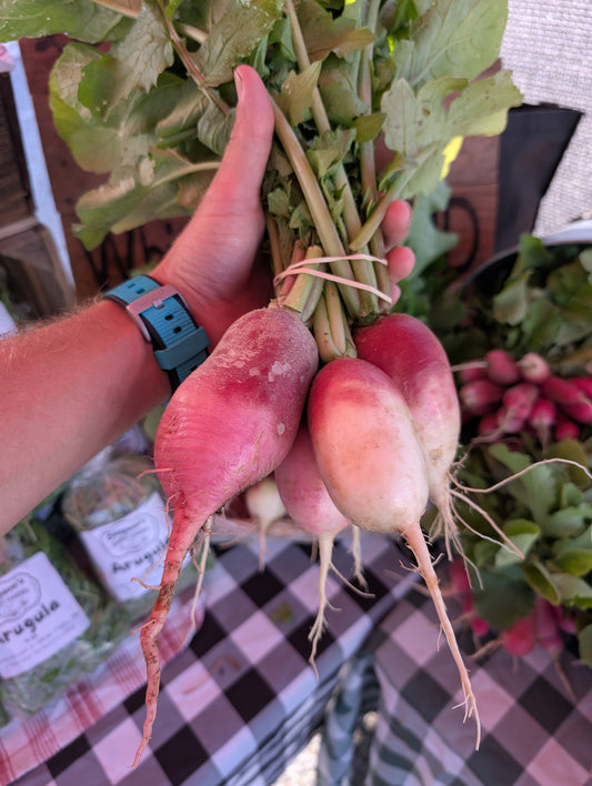Mixed Large Daikon Radishes