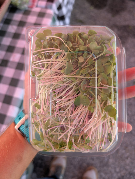 Radish Microgreen's