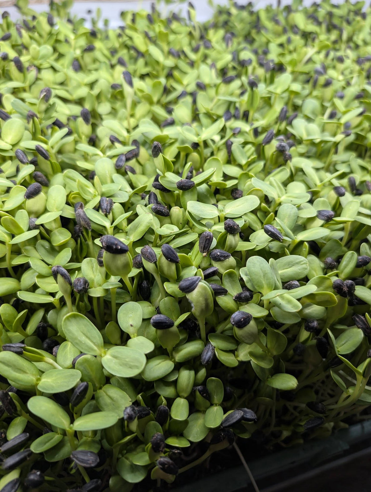 Sunflower Shoots