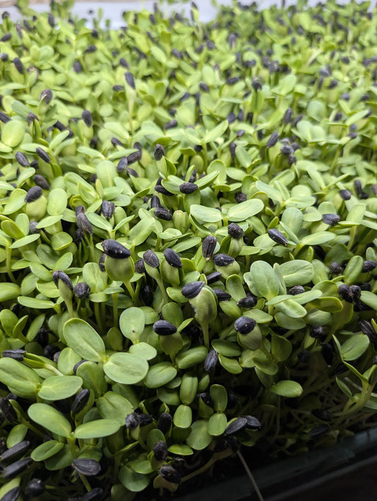 Sunflower Shoots