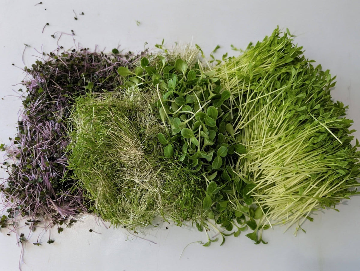 Seasonal Microgreens Mix