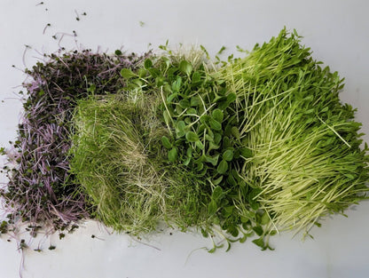 Seasonal Microgreens Mix