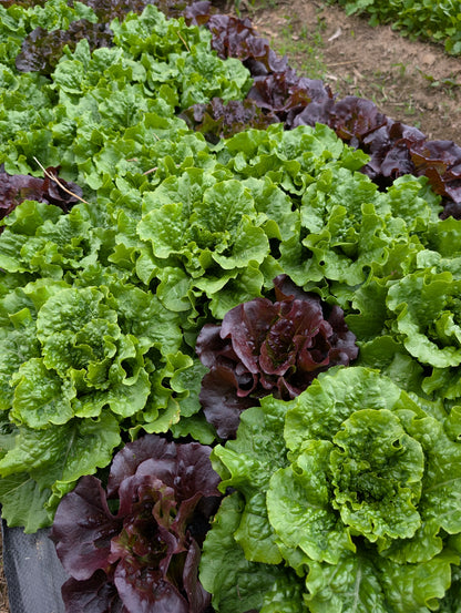Lettuce Mix