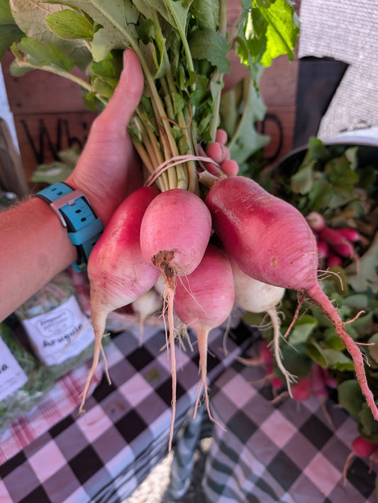 Mixed Large Daikon Radishes