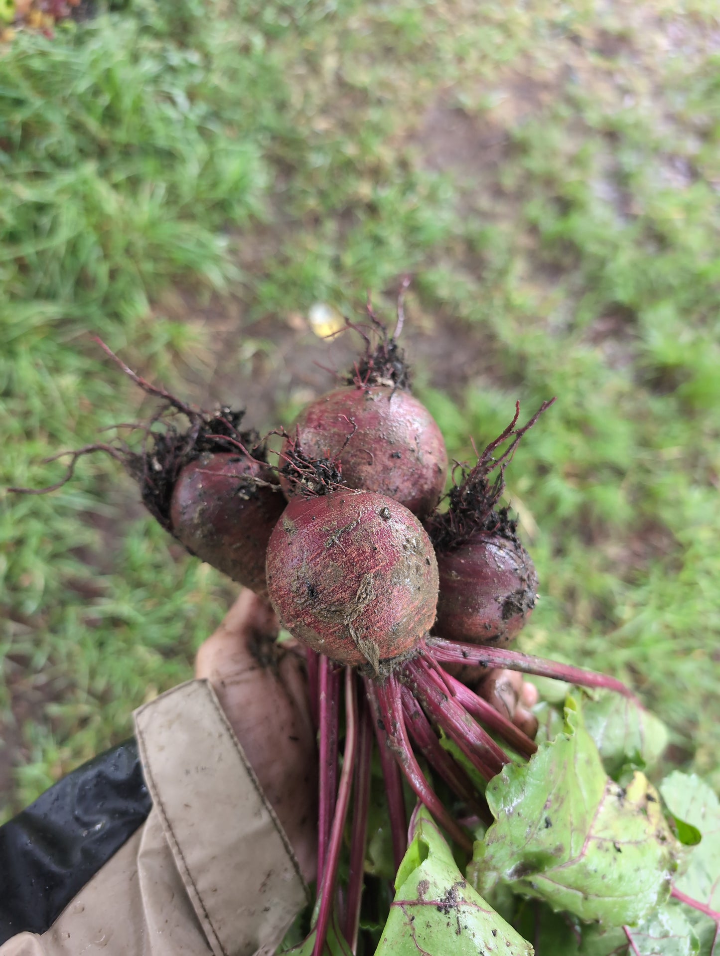 Beet's