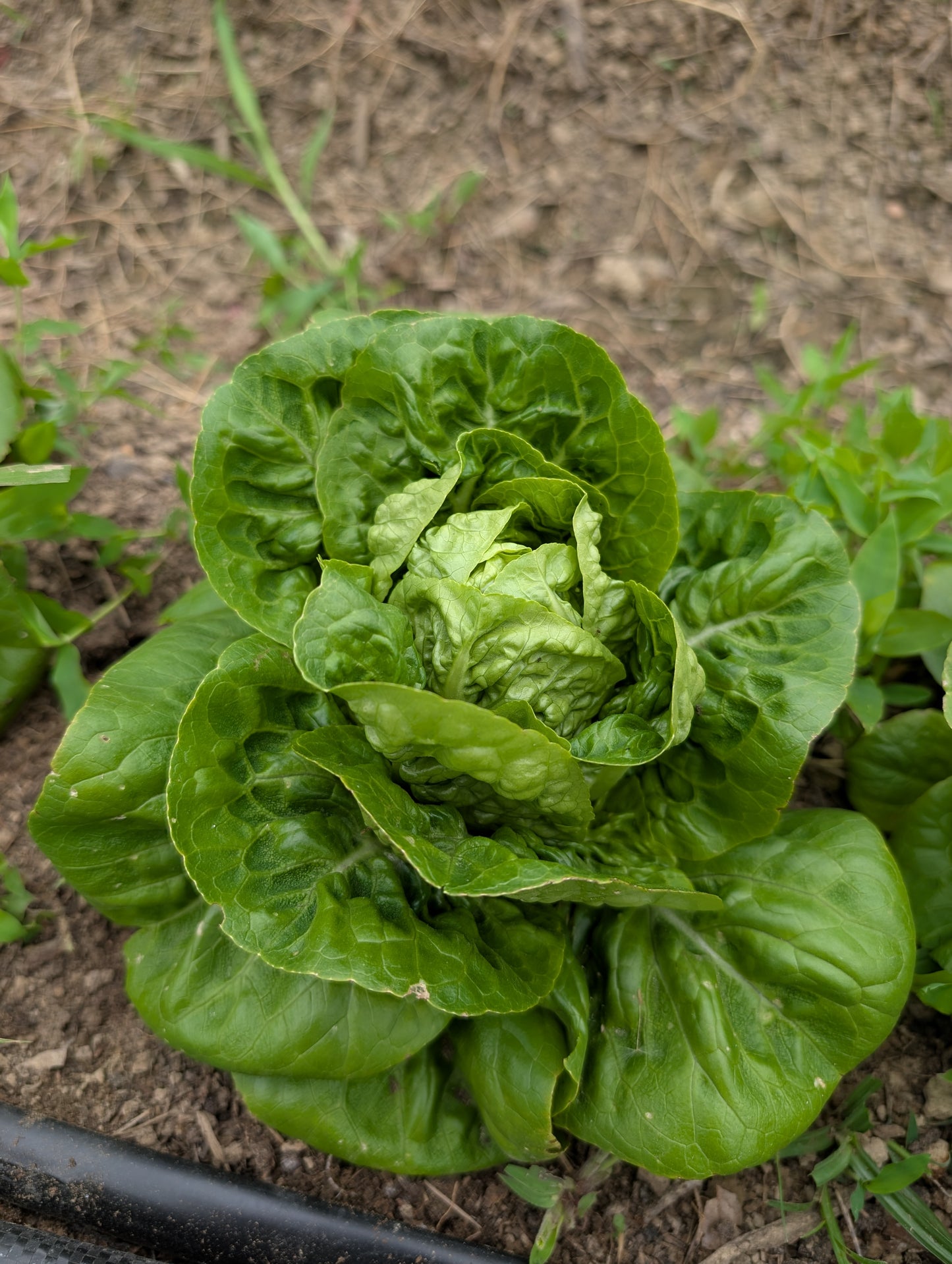 Bibb Lettuce Head