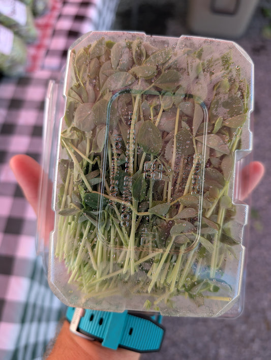 Pea Shoots
